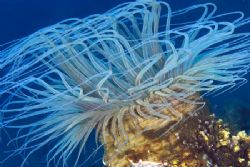 This anemone just looked so pretty as it was waving in th... by Erika Antoniazzo 